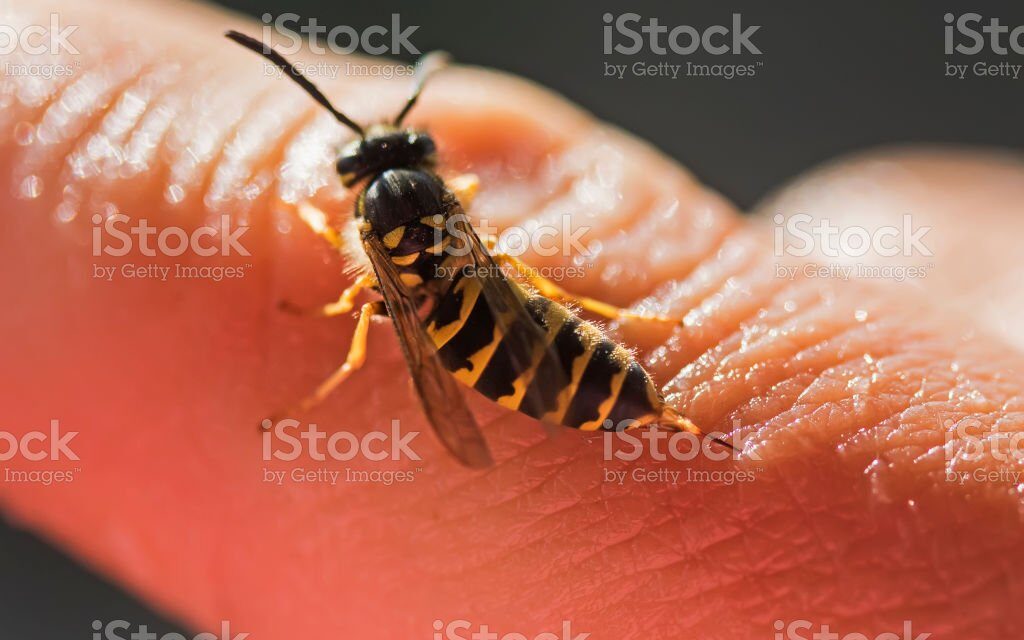 Insect Allergies Dr Viksman Allergy